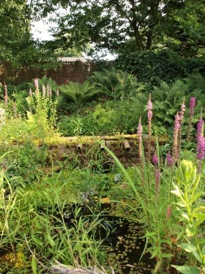 de Rochemont - Tuin met inheemse planten